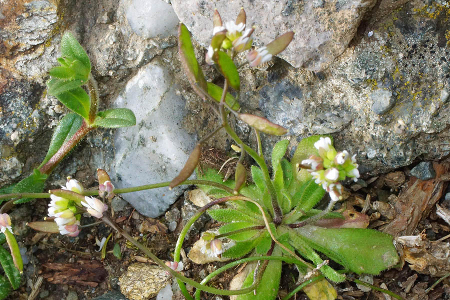 Erophila verna subsp. verna